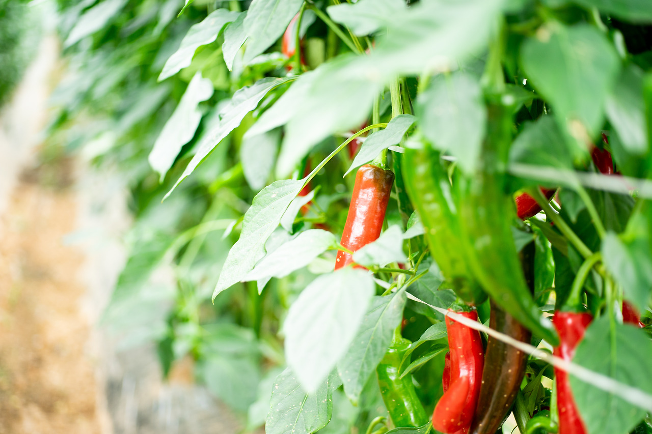 여름_영흥도_포도고추 (1).jpg