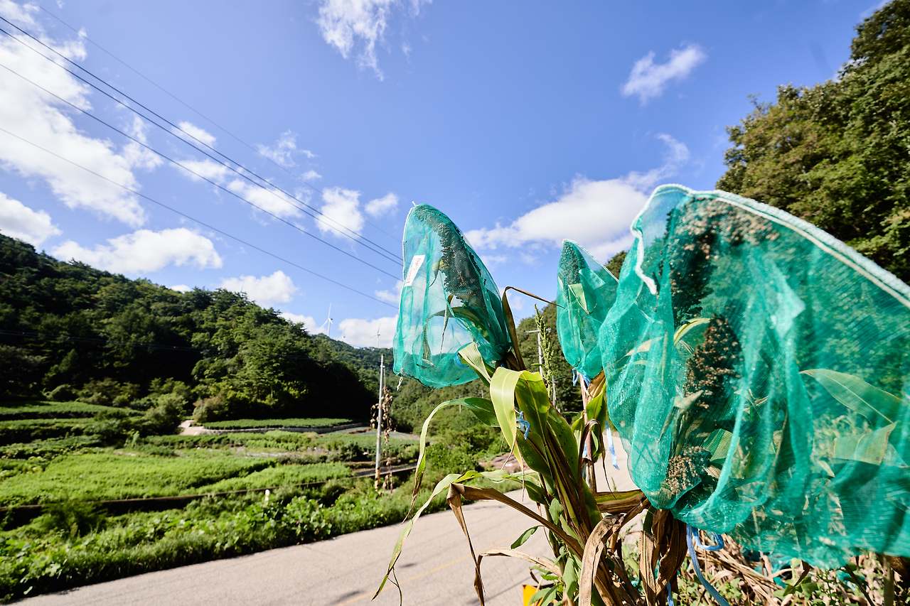 수수 가을.jpg