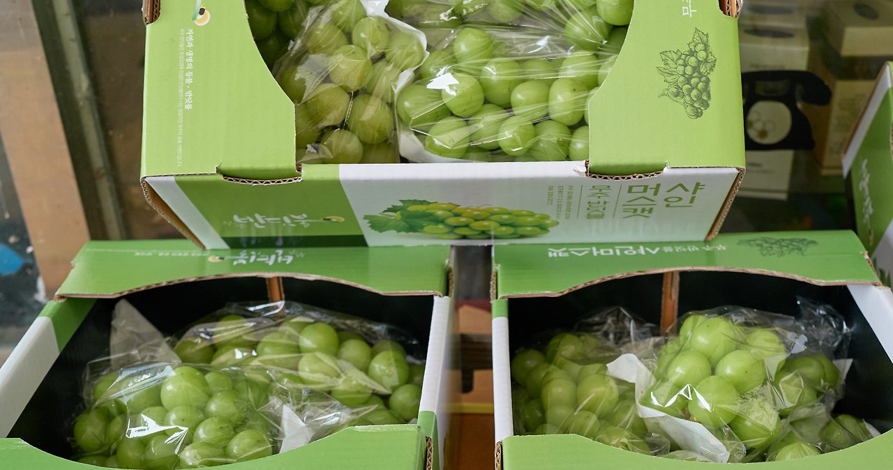 샤인 1.jpg