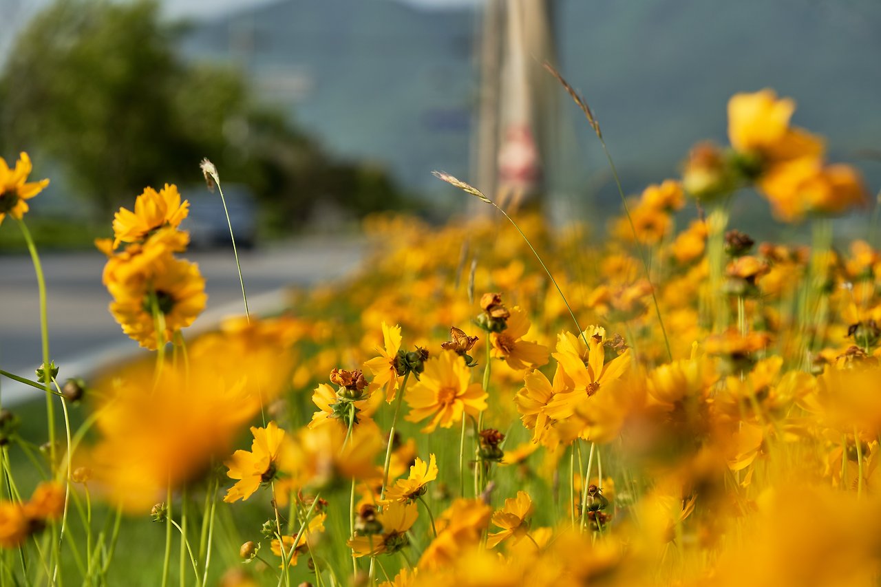 오일장4 7.jpg