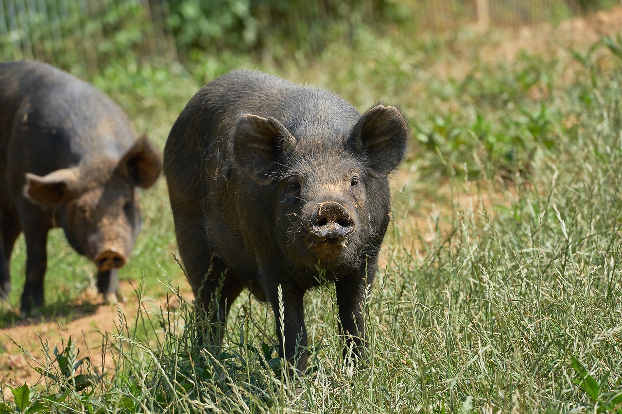 흑돼지.jpg