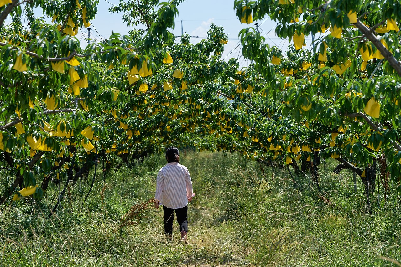 영덕_복숭아 8.jpg