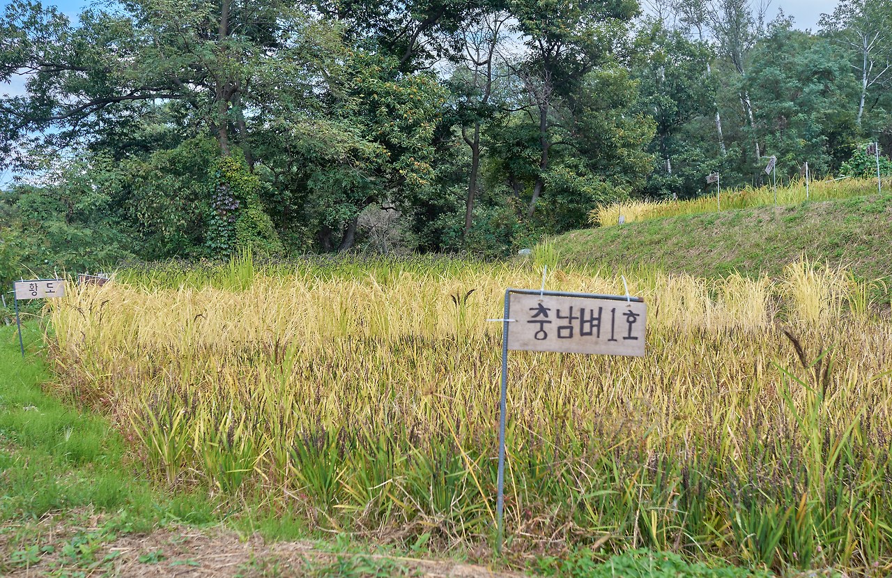 토종쌀 1.jpg