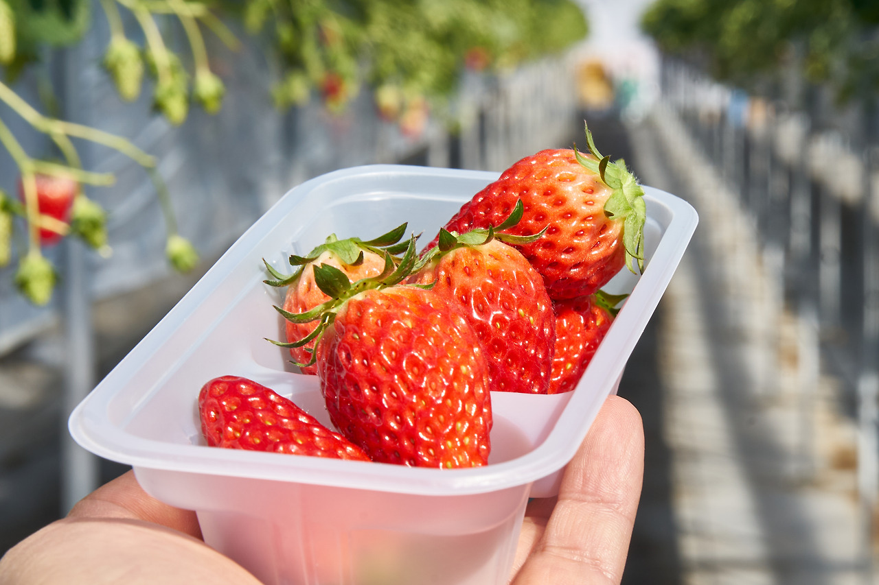 딸기 1.jpg