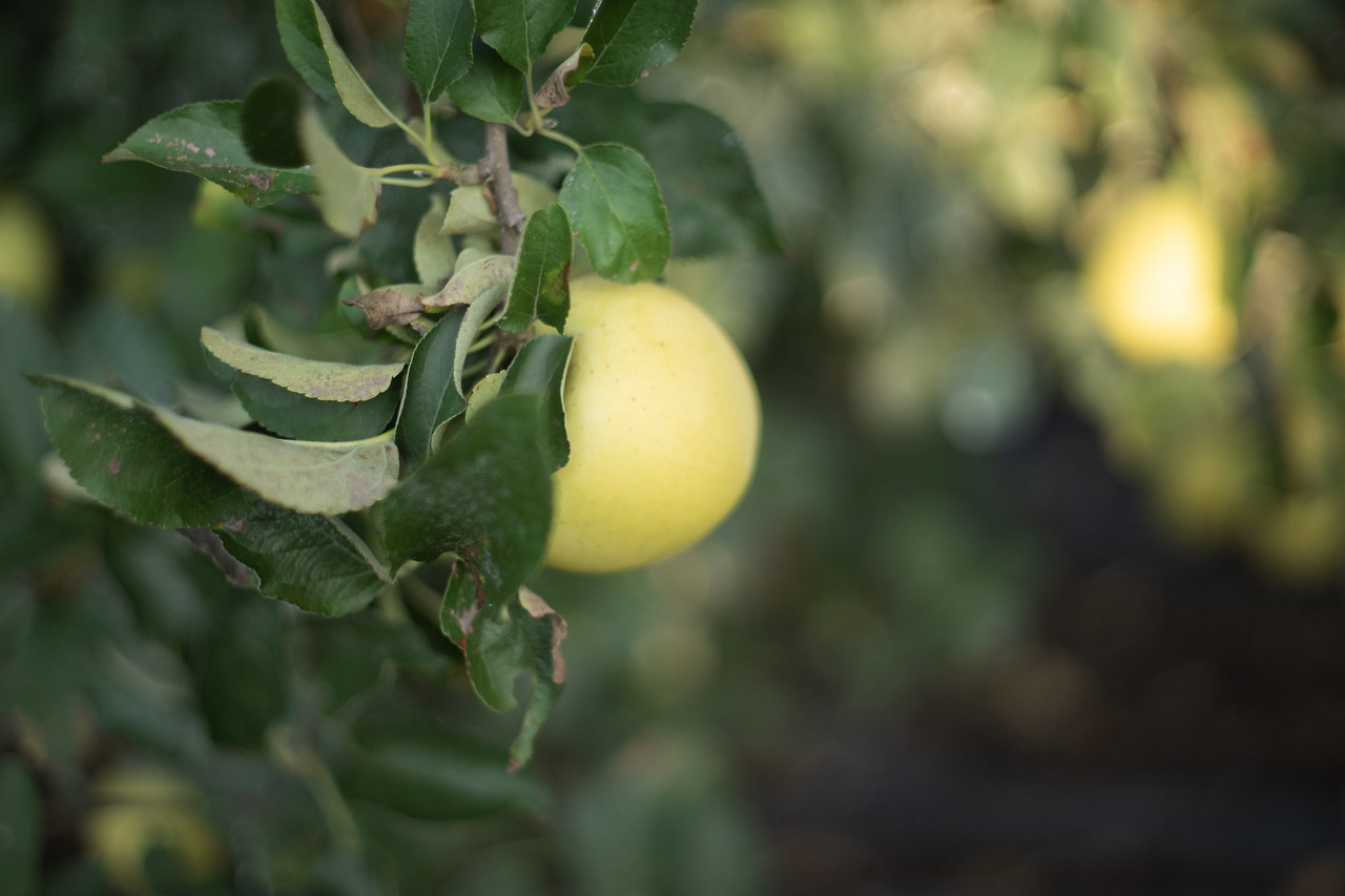 시나노골드 (3).jpg