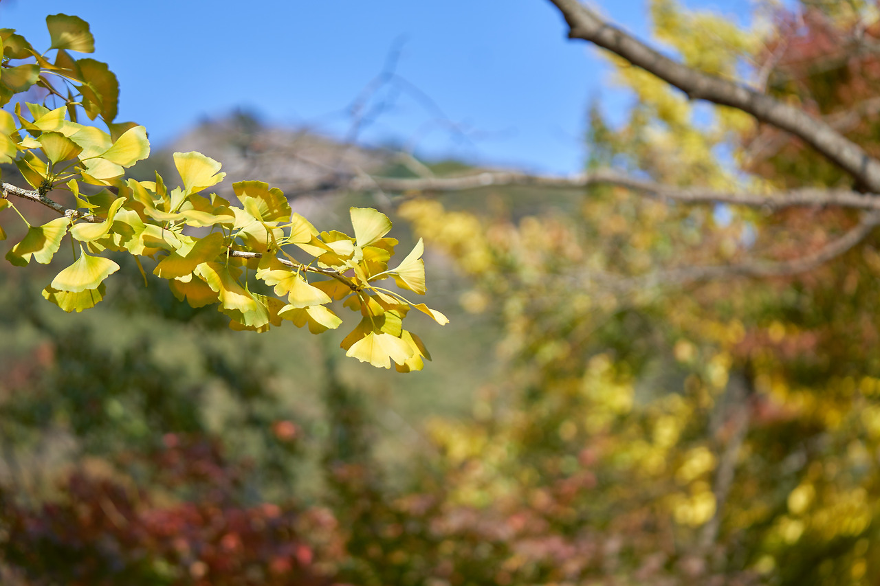 가을 4.jpg