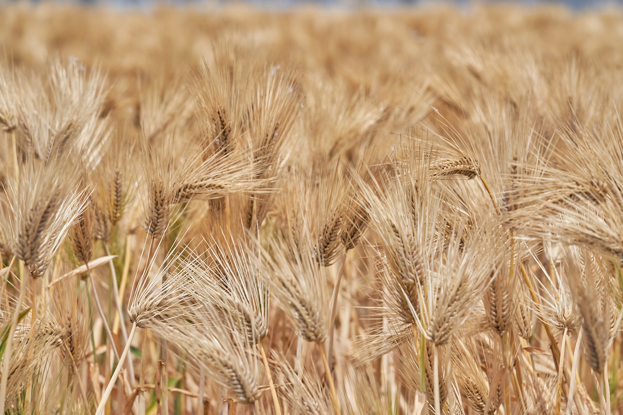 앉은뱅이밀 1.jpg