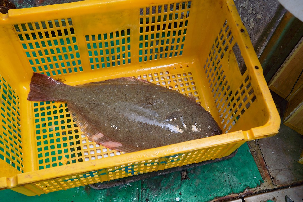 광어 뱃살 1.jpg