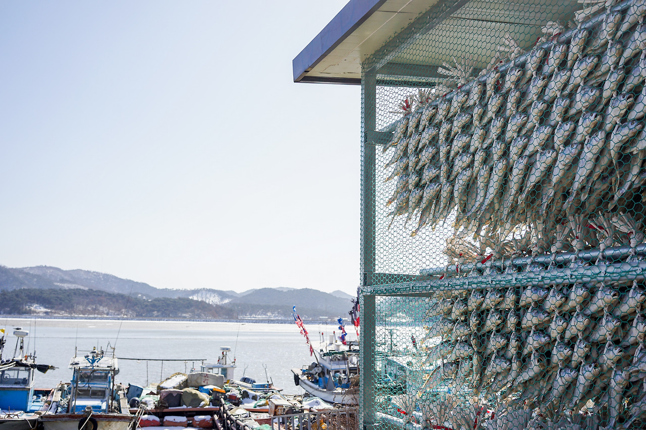 영광_부세_굴비 (2).jpg