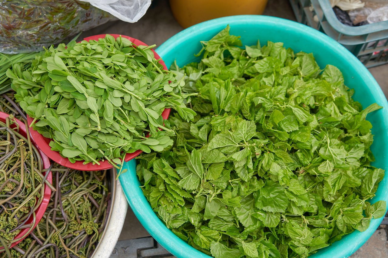 싸리나물 다래순.jpg