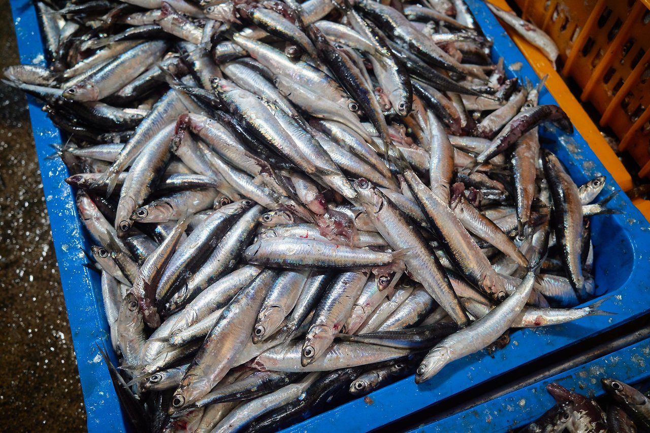 멸치 2.jpg