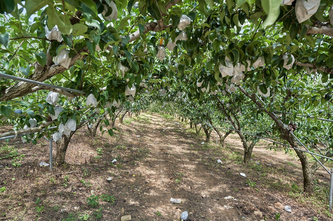 유기농배 1.jpg