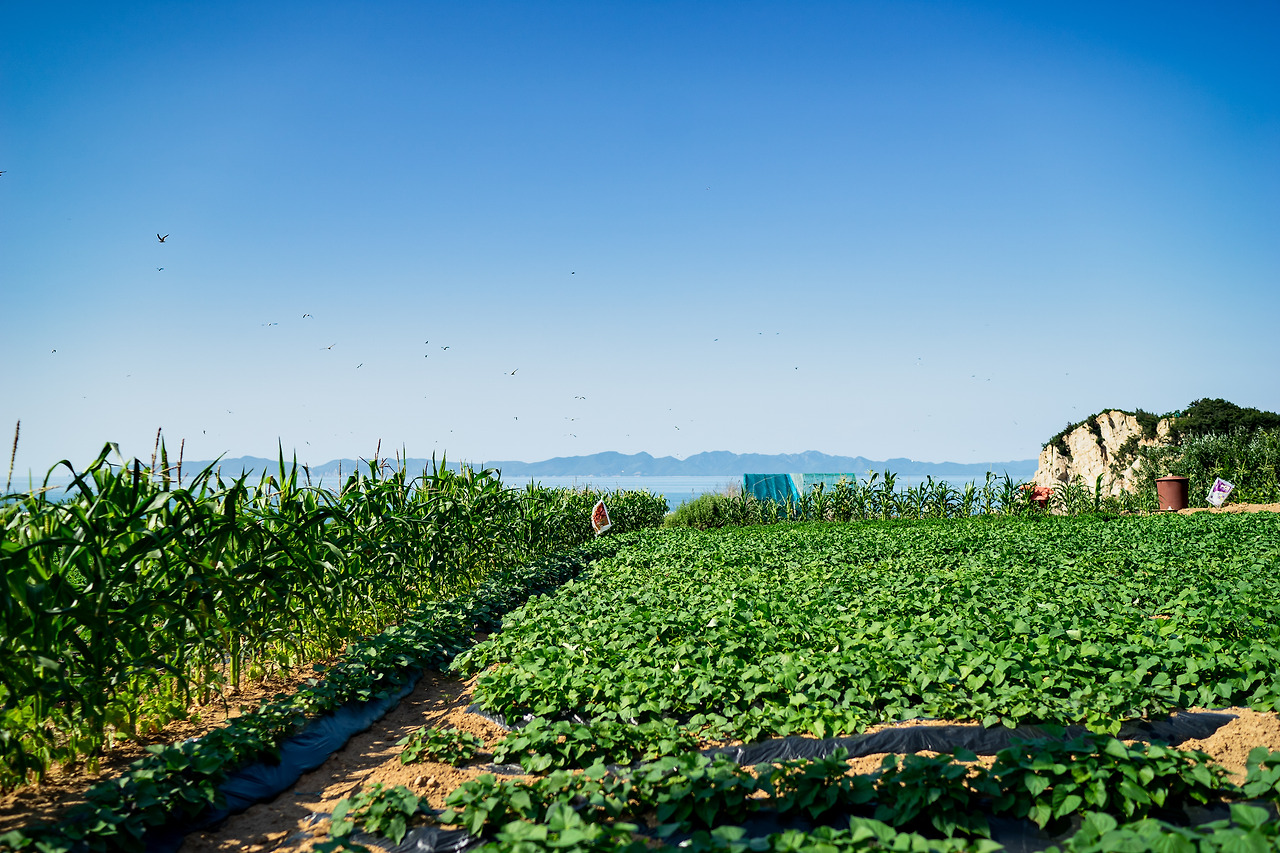 백령도백고구마밭_가을.jpg