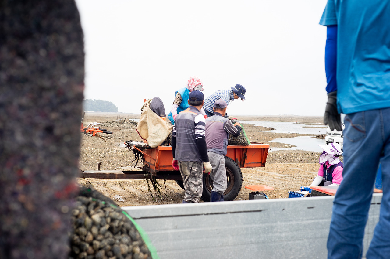 봄_영흥도_바지락 (3).jpg