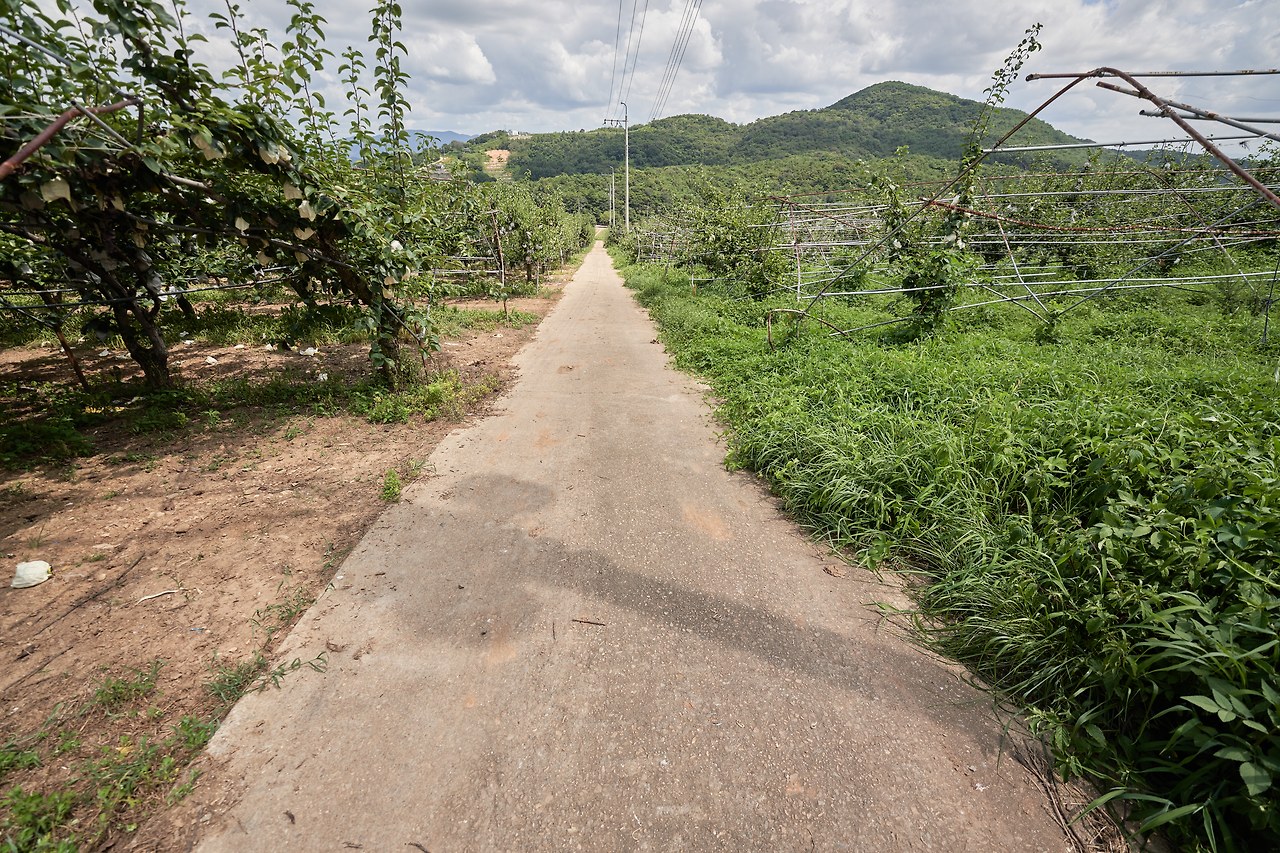 유기농배 2.jpg