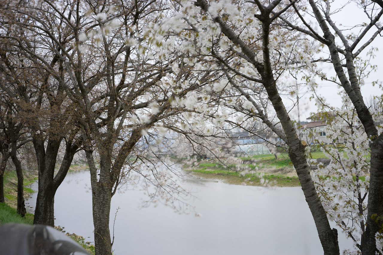 벚꽃-1-11.jpg