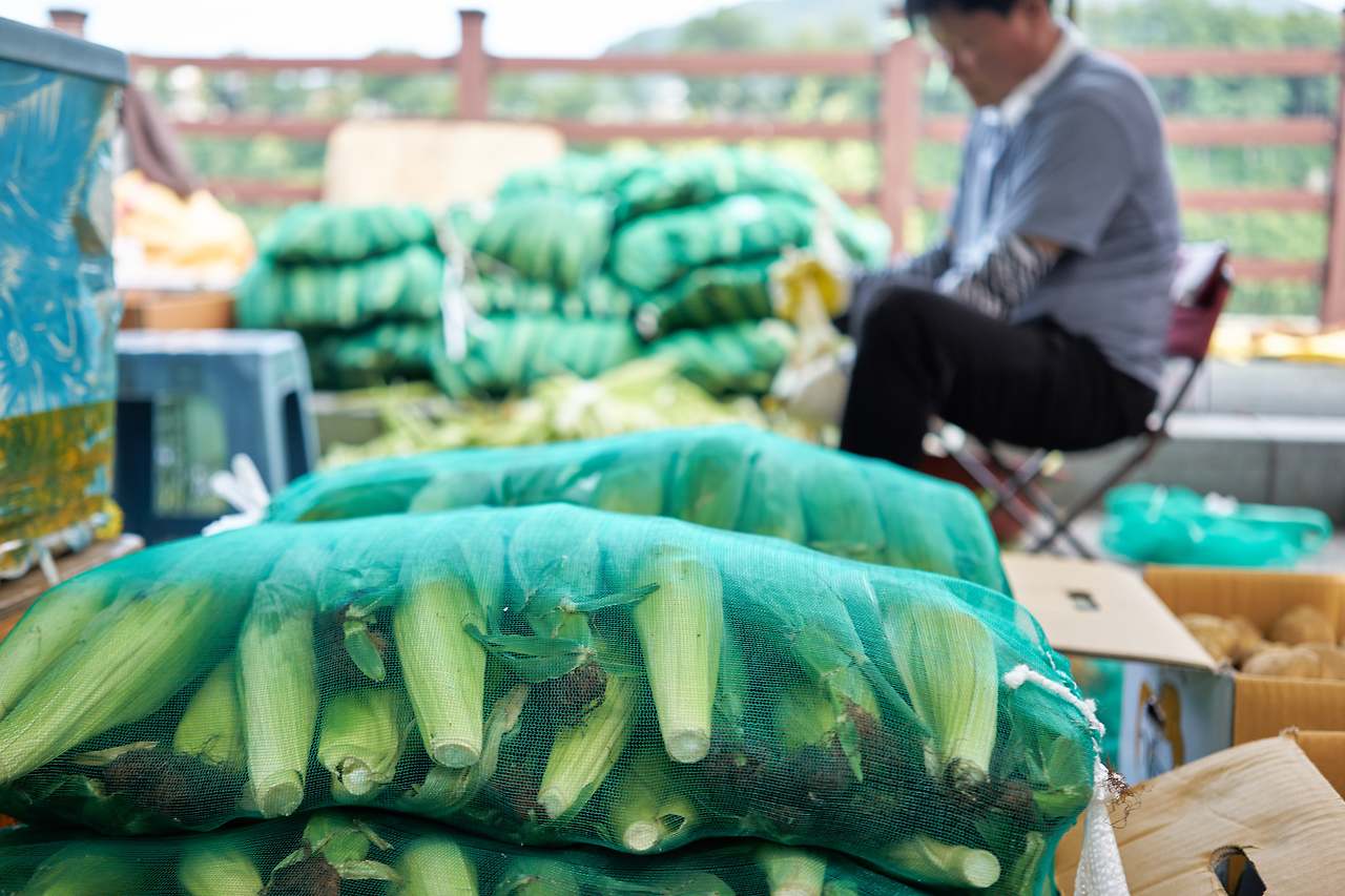 옥수수 5.jpg