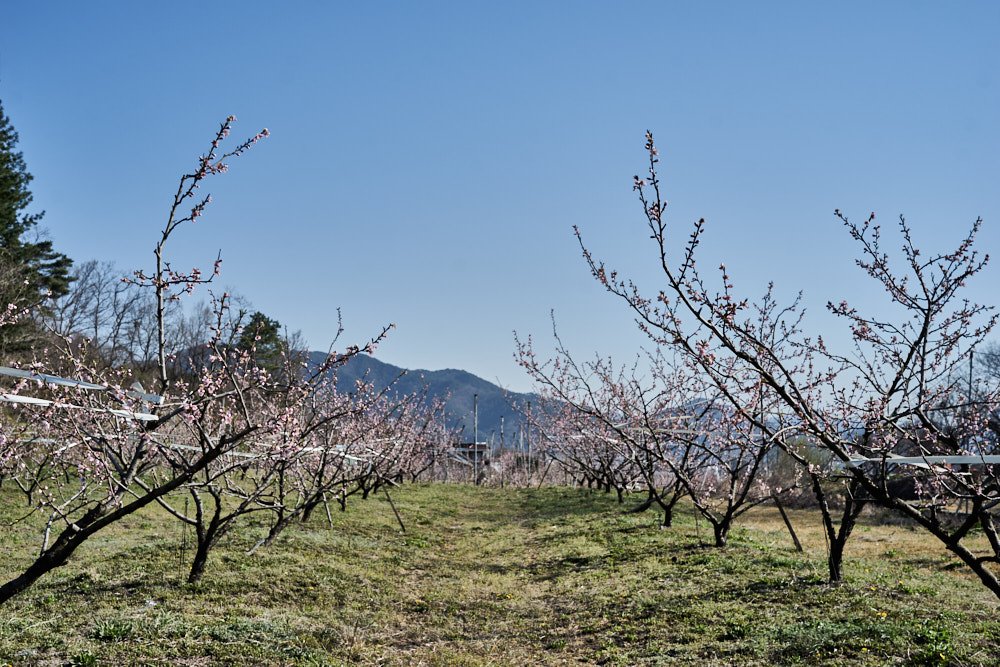 복숭아꽃 1.jpg