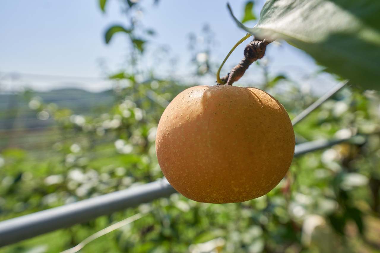 산청_유기농 1.jpg