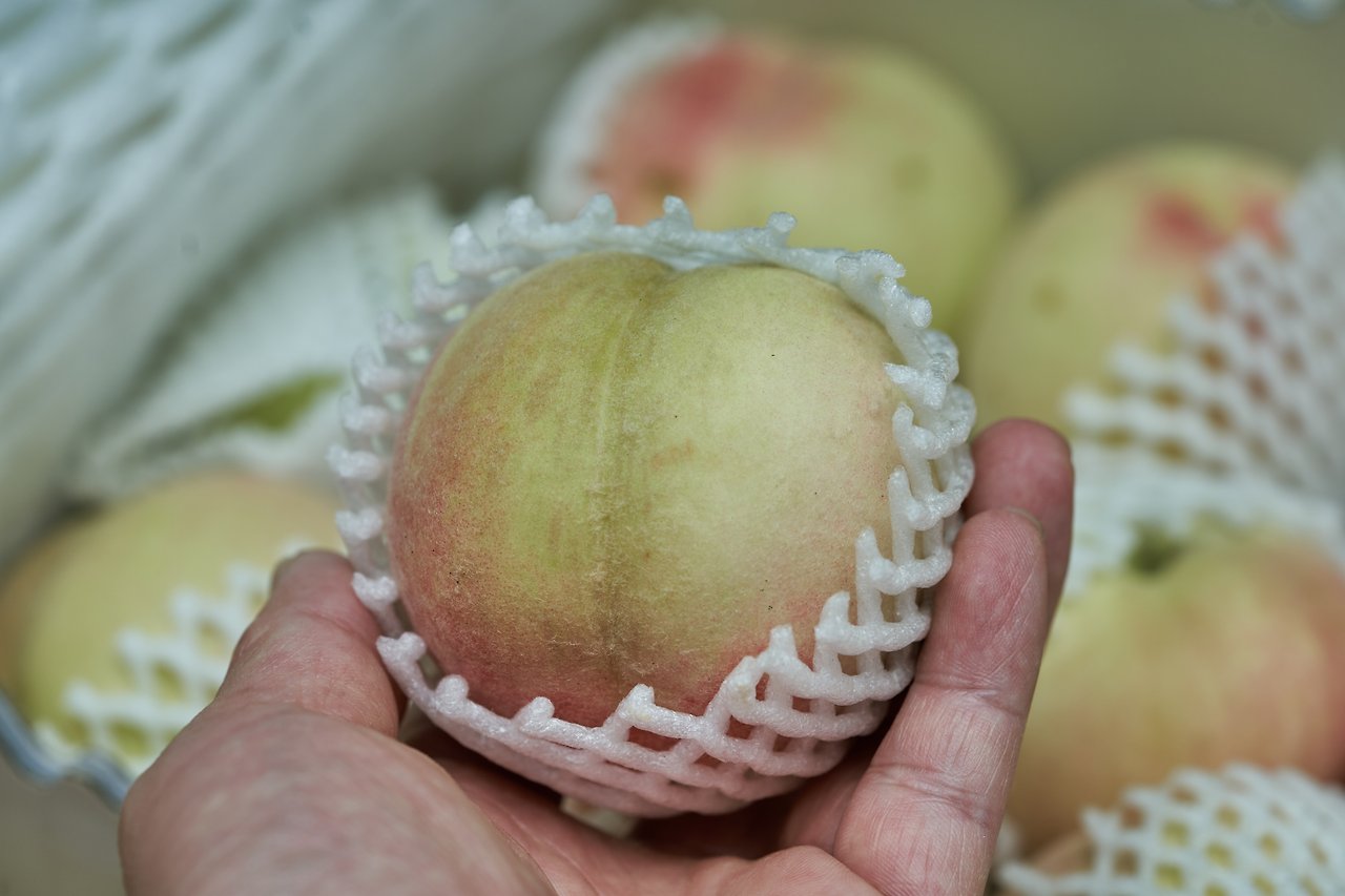 복숭아 1.jpg