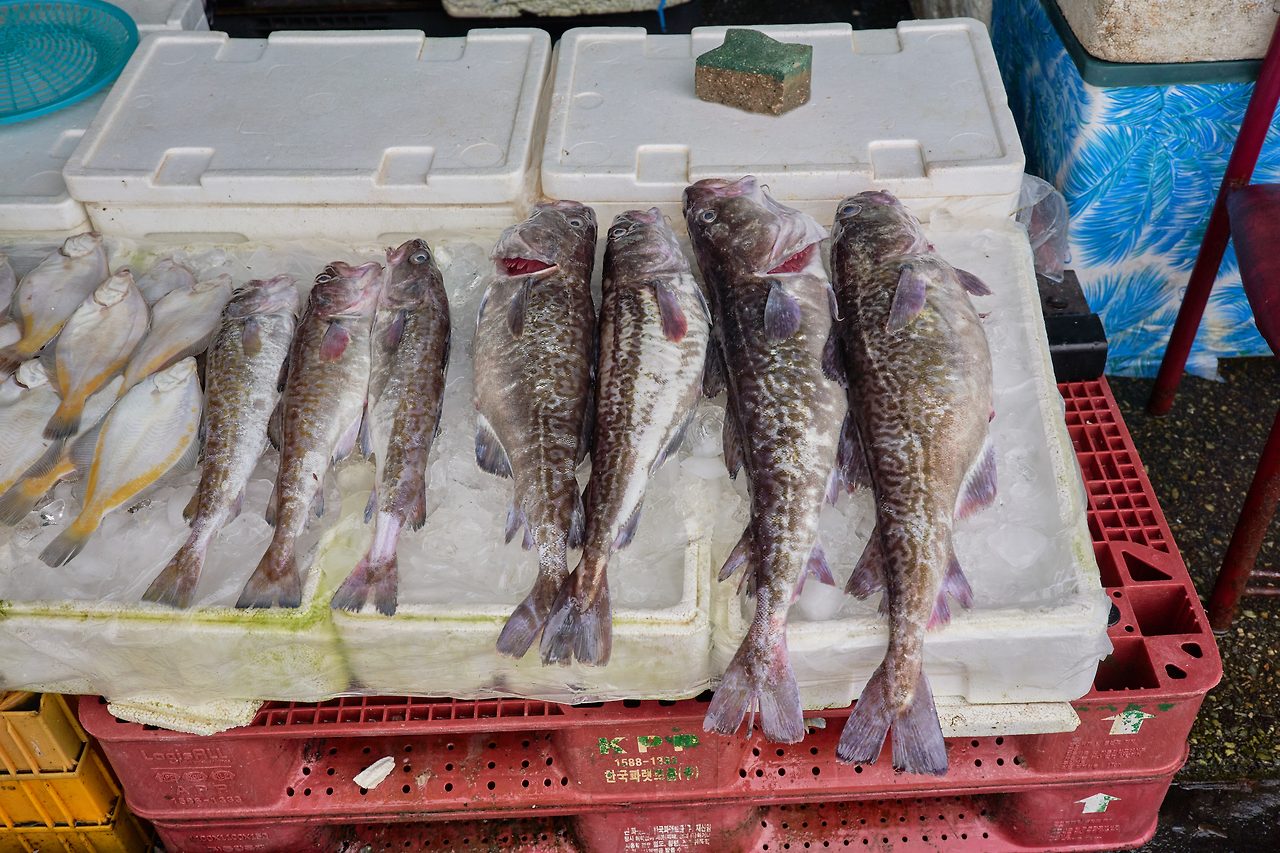 묵호. 대구.jpg