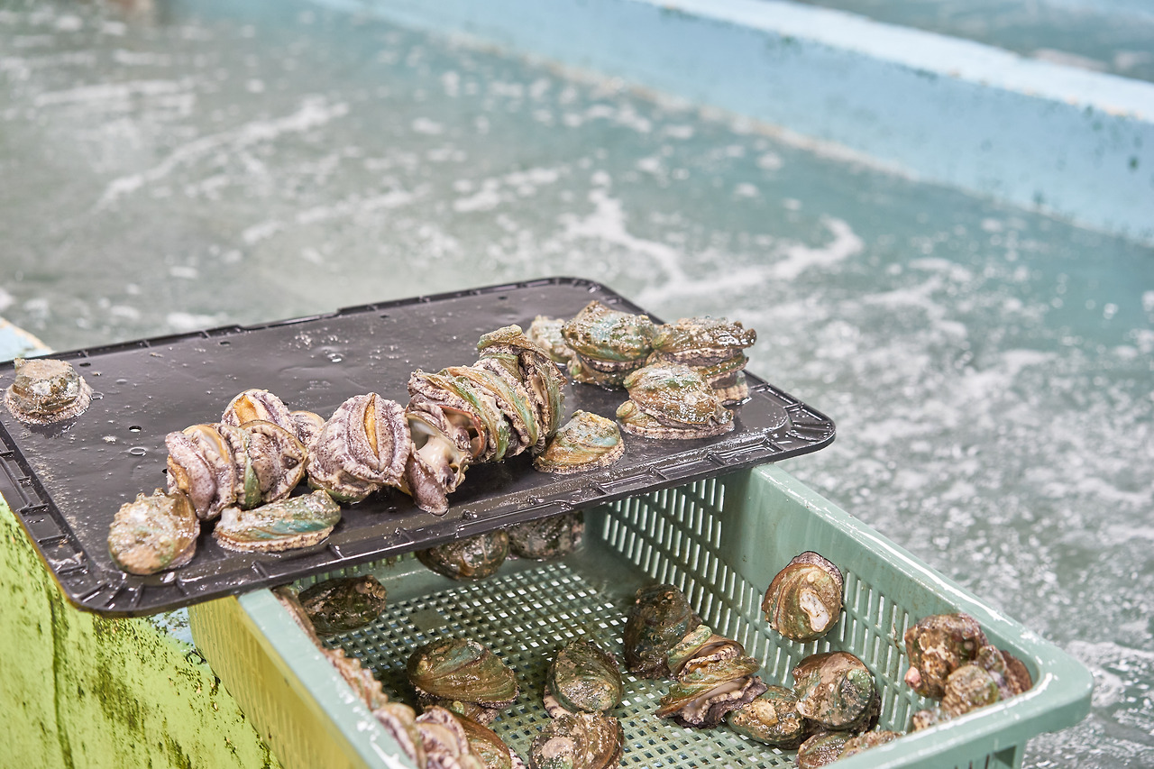 전복 3.jpg