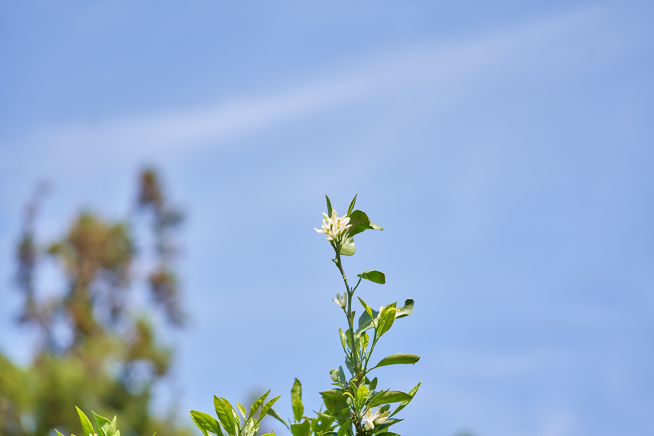 감귤꽃 1.jpg