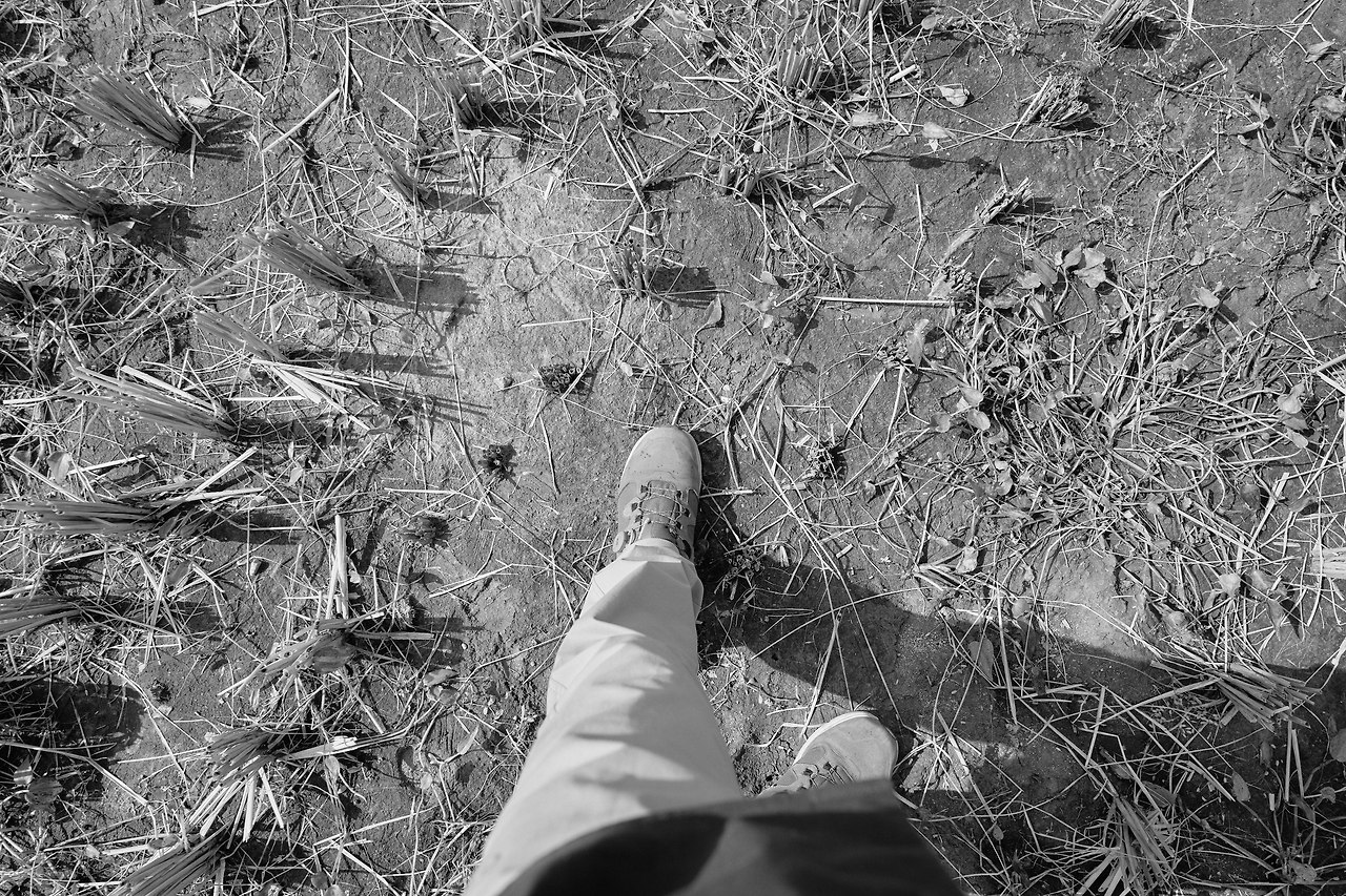 벼 논.jpg