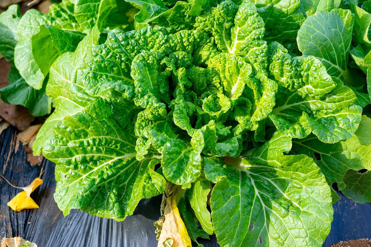 구억배추 (2).jpg