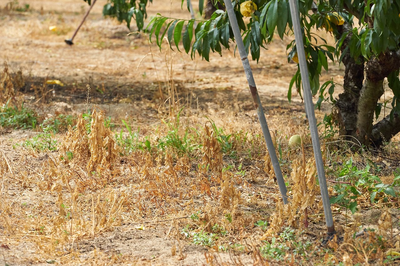 복숭아꽃 5.jpg