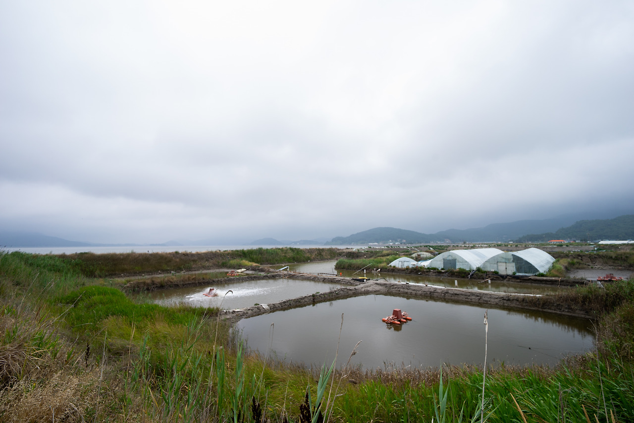 여름_강화_갯벌장어 (3).jpg