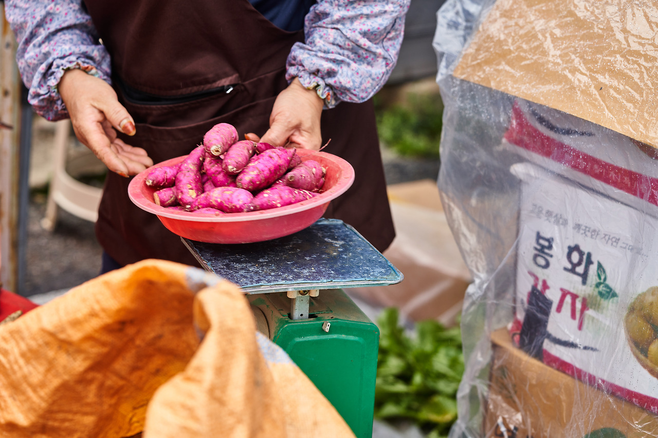 평창_고구마.jpg