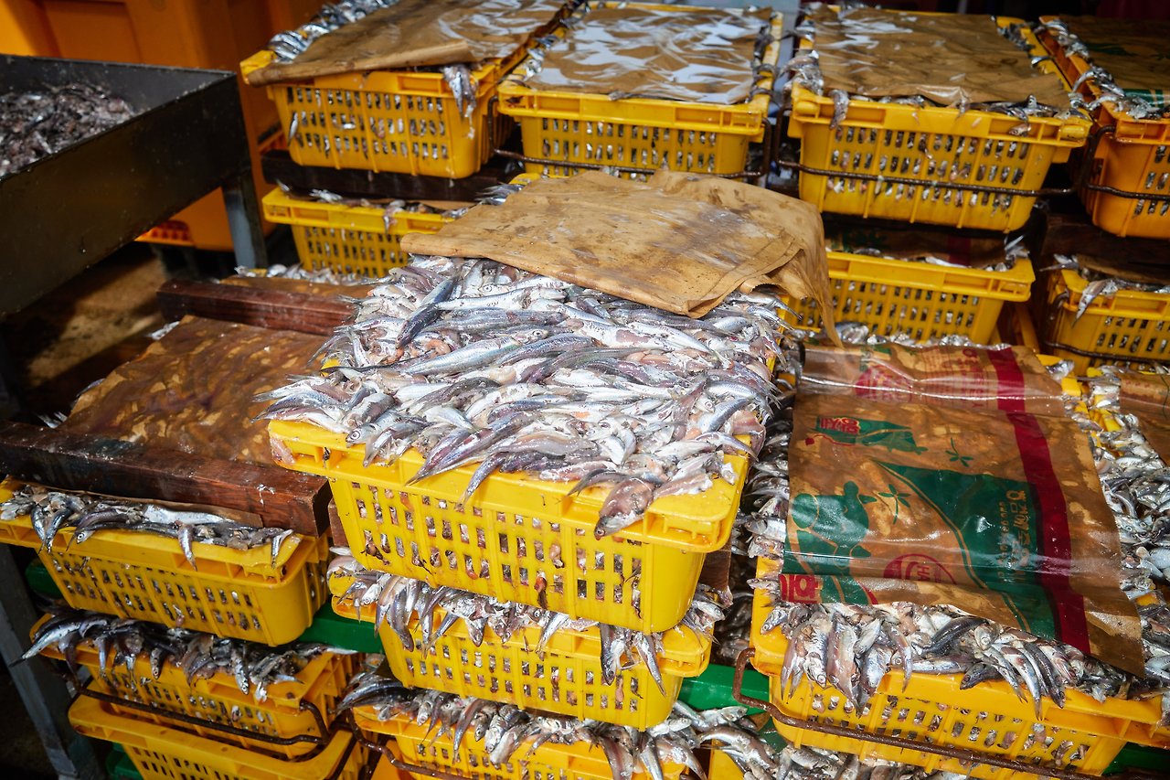 멸치 1.jpg