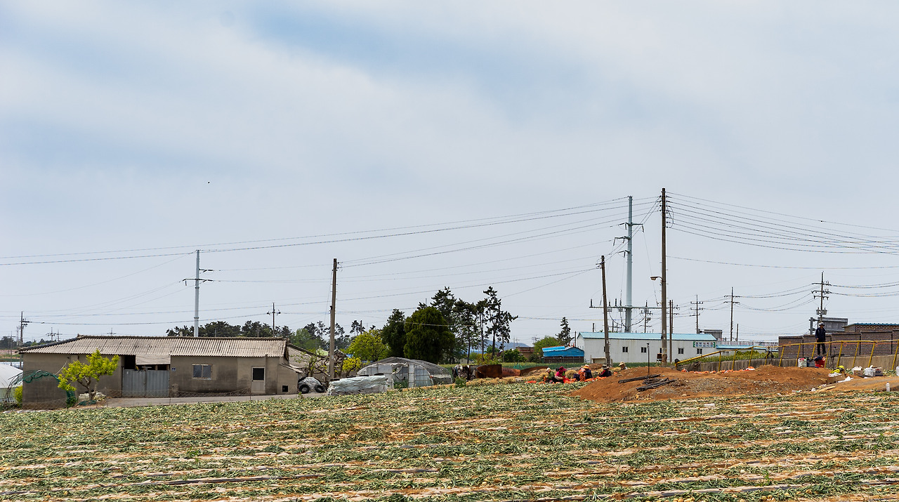 무안_양파 수확.jpg