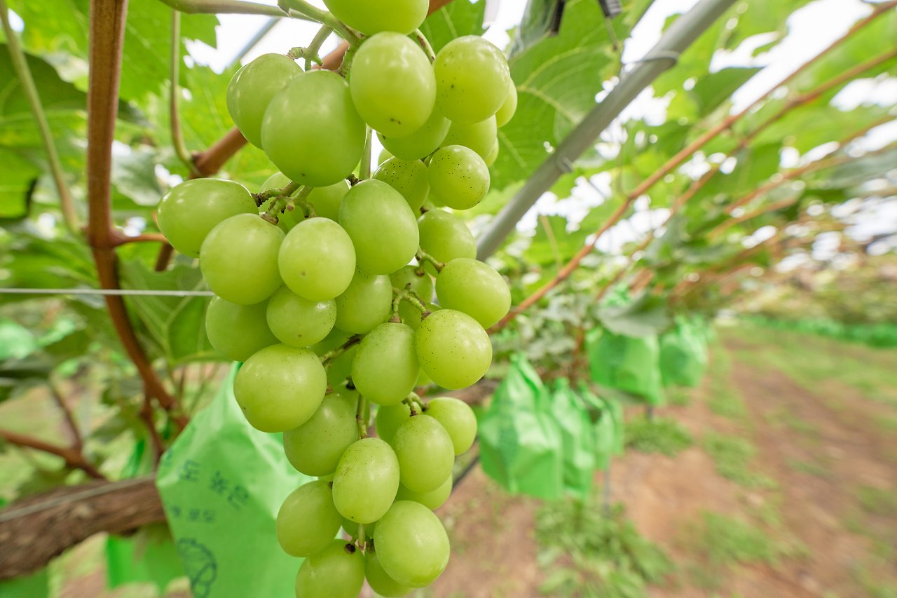 유기농포도.jpg