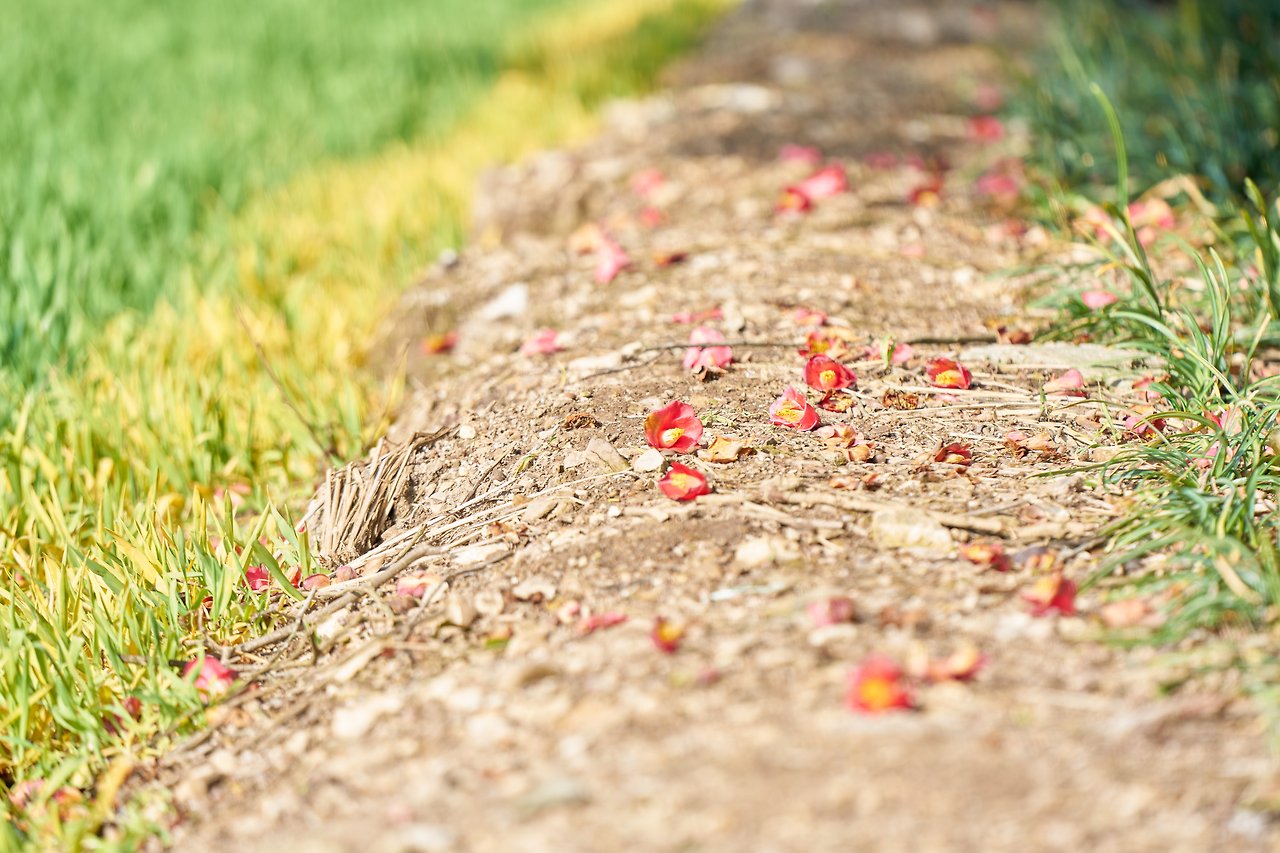 동백 매화.jpg