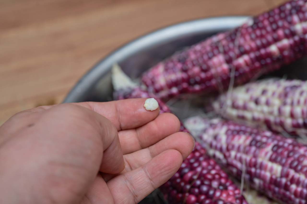 옥수수 2.jpg