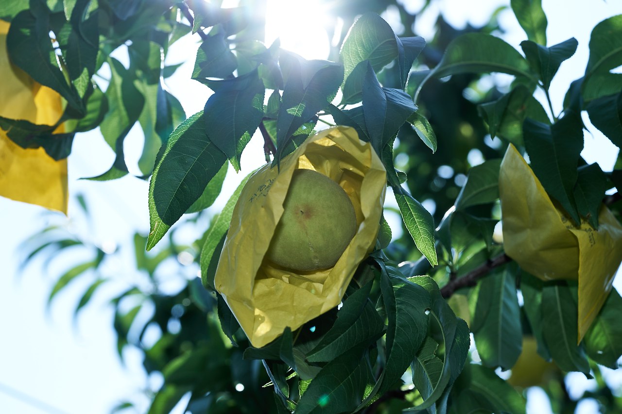 영덕_복숭아 9.jpg