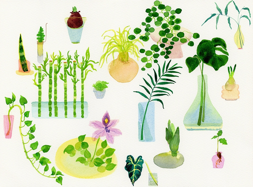 rgb 310x230mm house plants in house 72dpi.jpg