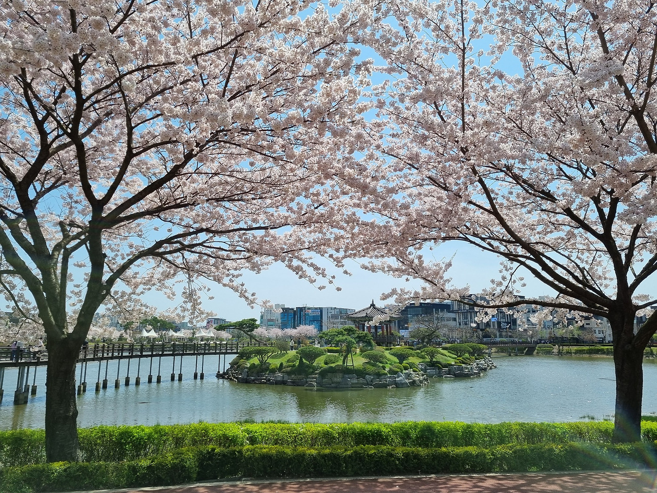 호수공원벚꽃 (3).jpg