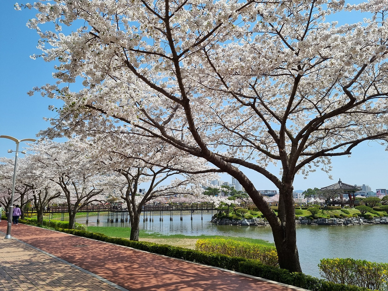 호수공원벚꽃 (6).jpg