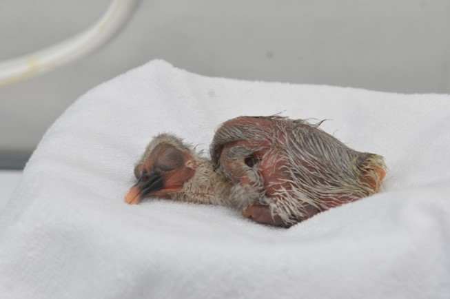 따오기 생후 1일.jpg