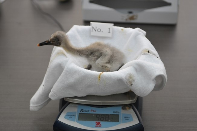 따오기 생후 8일.jpg