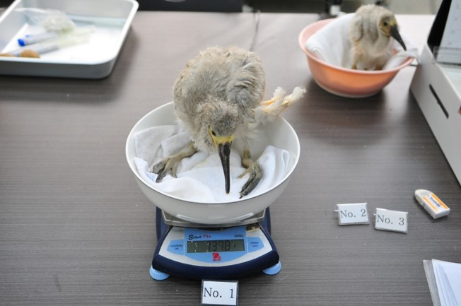 따오기 생후 30일.jpg