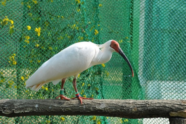 따오기 2년생.jpg