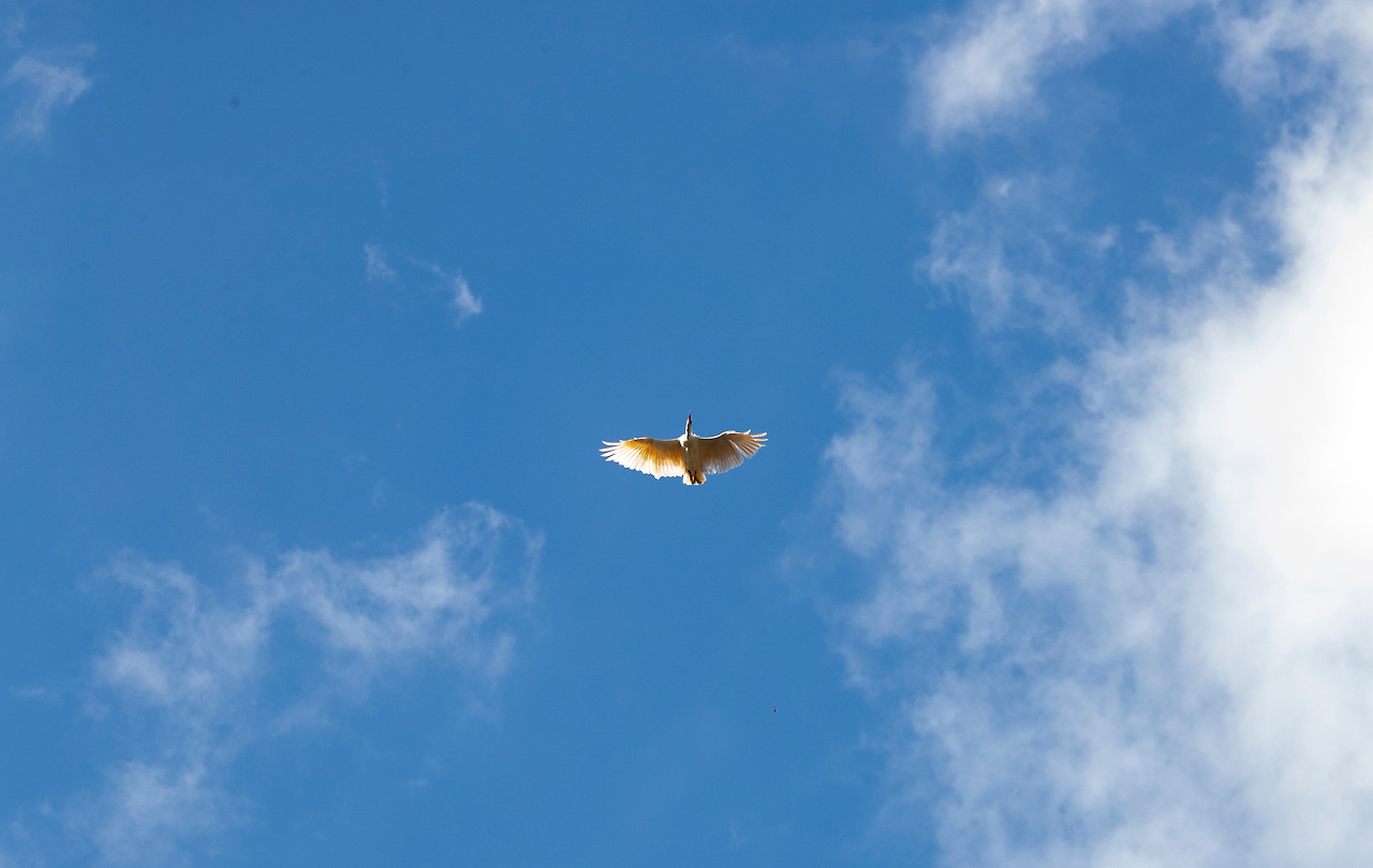 제4회 야생방사_2021년(3).jpg