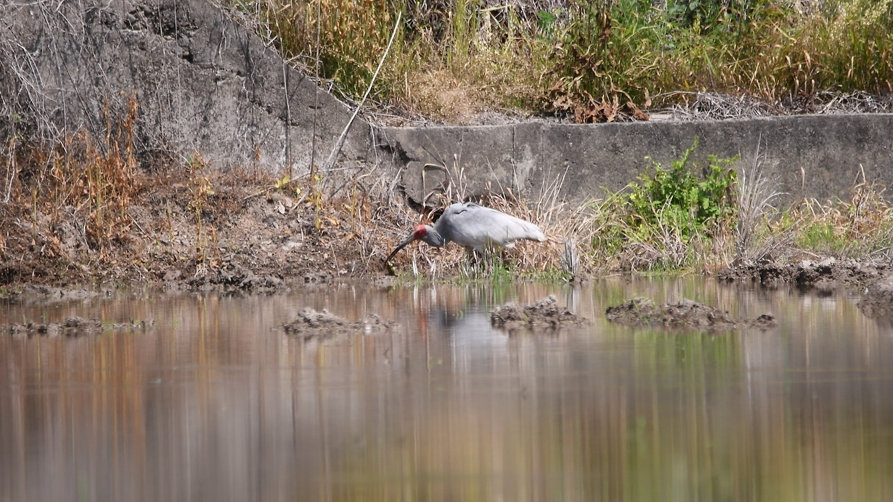 야생에서 먹이사냥하는 사진(2).jpg