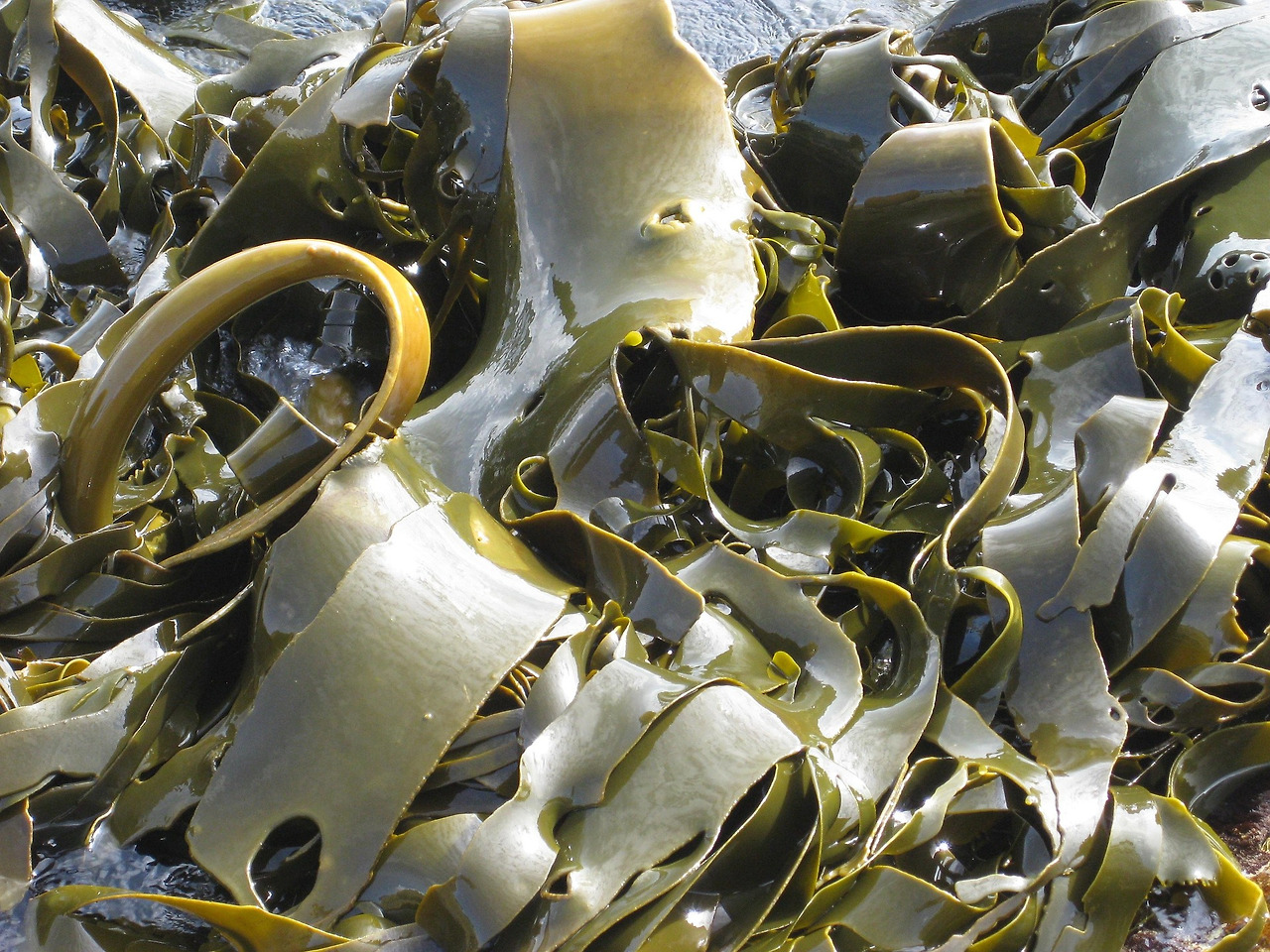 kelp-2898776_1920.jpg
