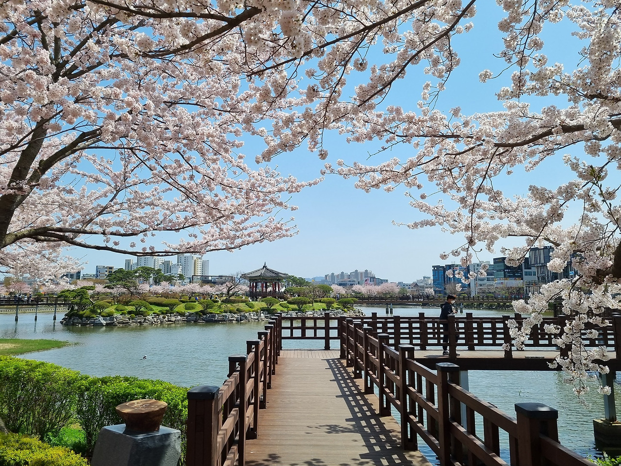 호수공원벚꽃 (1).jpg