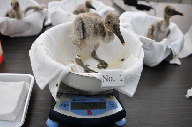 따오기 생후 15일.jpg